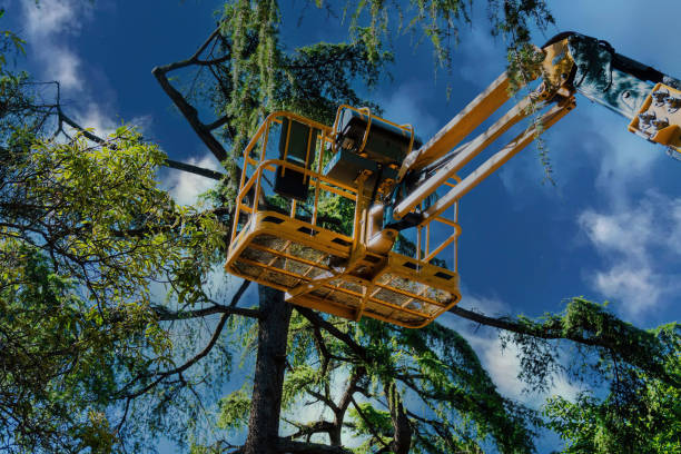 Best Commercial Tree Services  in Breese, IL